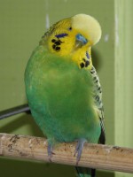 /album/fotogalerij-mijn-grasparkieten/buddy-man-jpg/